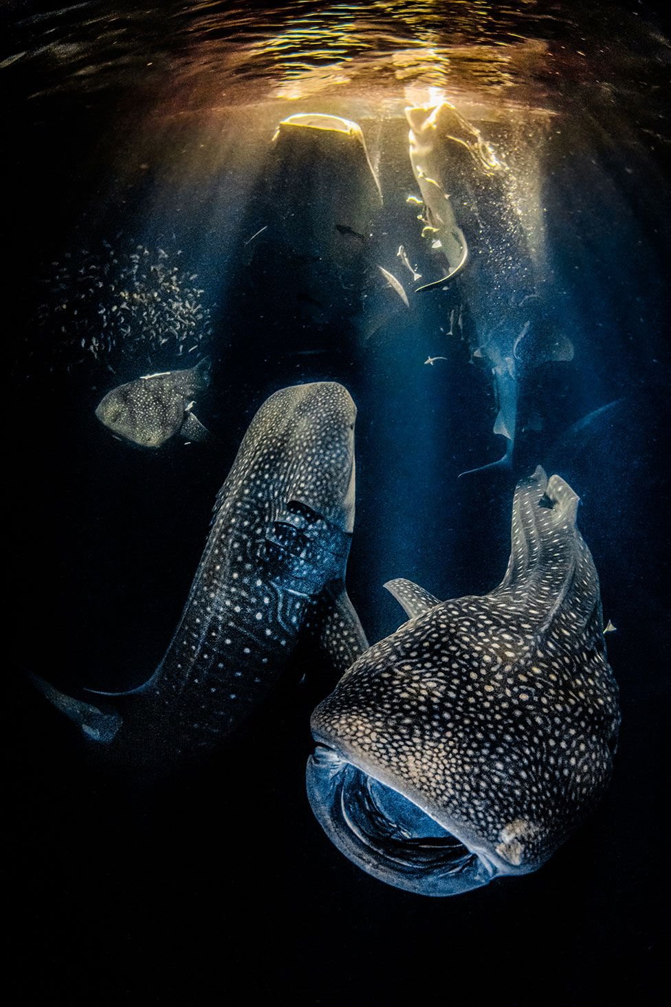 underwater photographer of the year