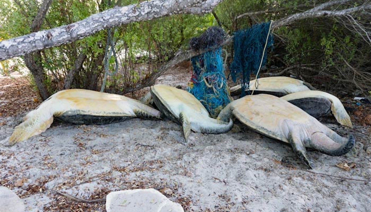 396194C2-3BA5-4630-8700-390CF37AABD5