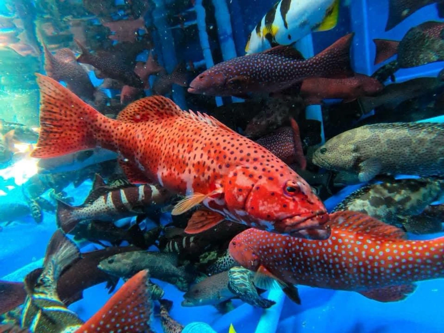 Grouper-1723903759332