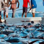 މި އަހަރުގެ ފުރަތަމަ 8 މަސްދުވަހު ރާއްޖޭގެ މަސް އެކްސްޕޯޓް %90 ވުރެ އިތުރުވެއްޖެ: ފިޝަރީޒް މިނިސްޓްރީ