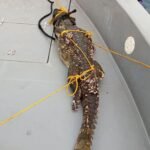 ކ. ގުރައިދޫ ބޭރުން ކަނޑުމަތިން ކިނބުލެއް ހިފައިފި