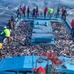 މަސްވެރިންނަށް ކުރިއެކޭވެސް އެއް އަގެއްގައި ތެޔޮ ލިބޭނެ: މިފްކޯ